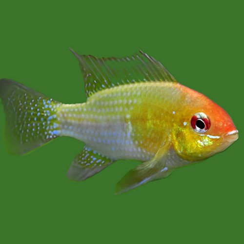 Apistogramma ramirezi gold - Südamerikanischer schmetterlingsbuntbarsch red gold